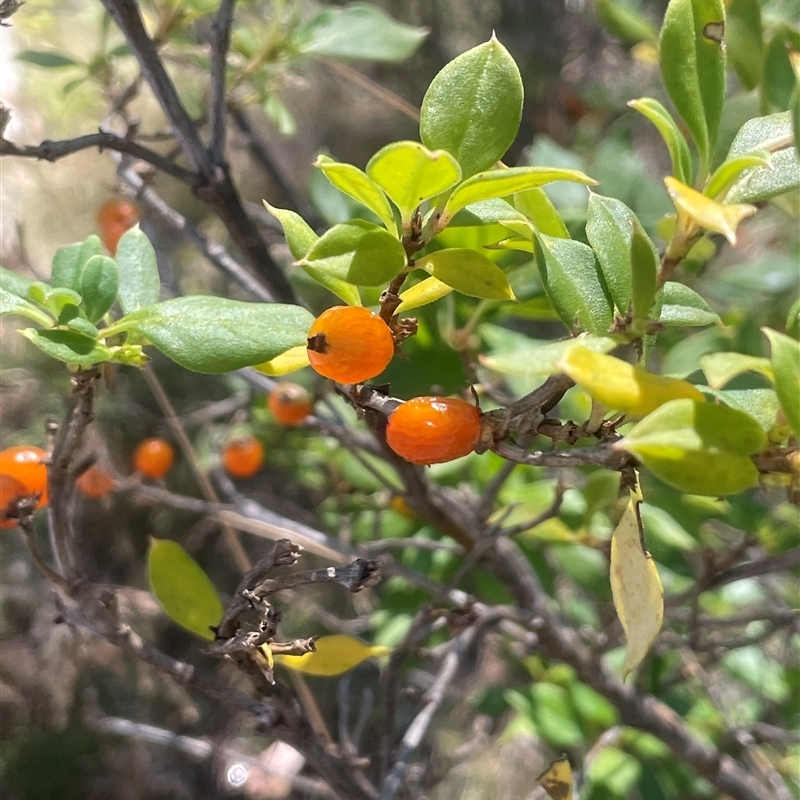 Coprosma hirtella