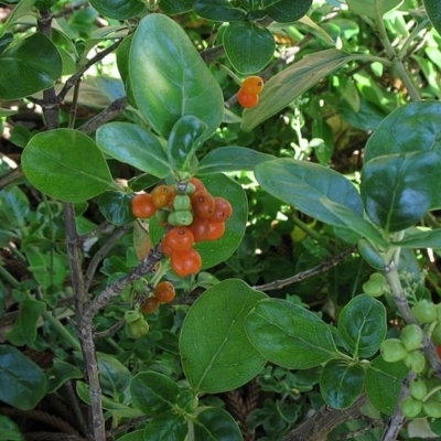 Coprosma repens