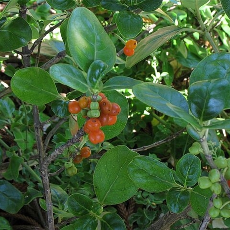 Coprosma repens