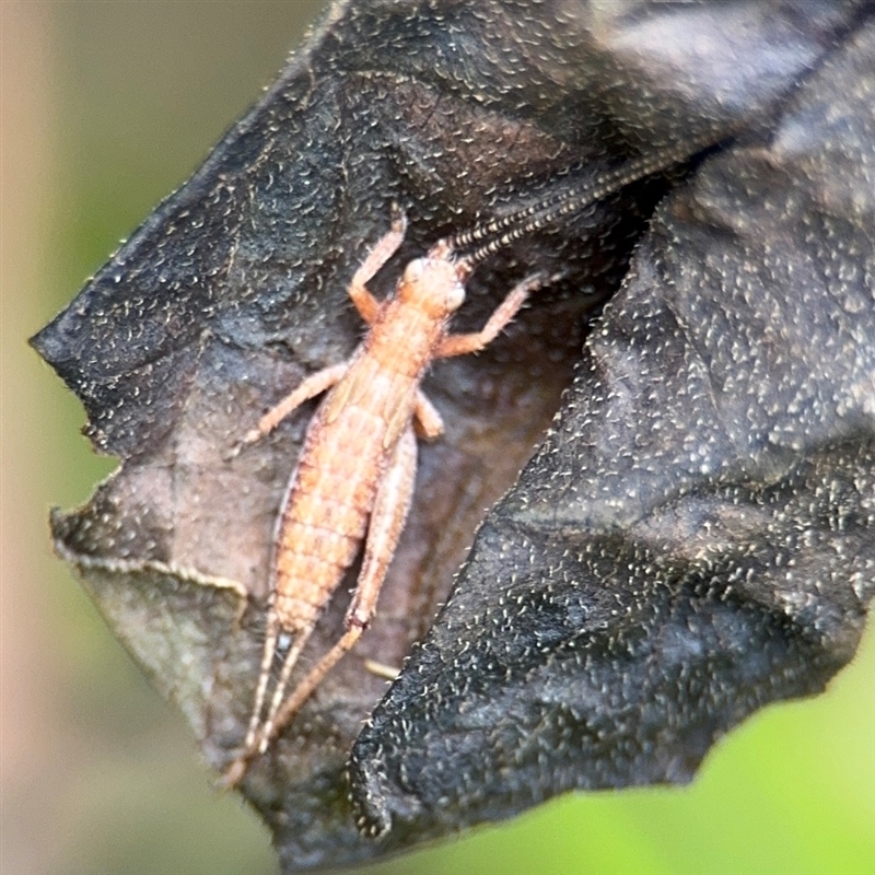 Coptaspis sp. (genus)