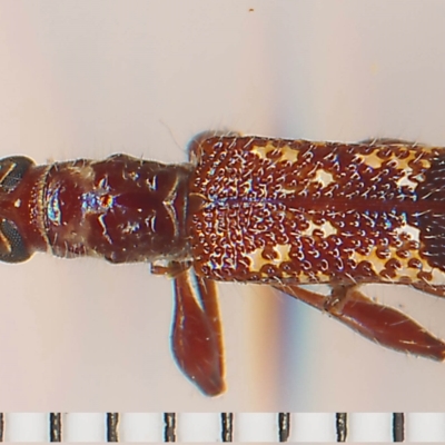 Coptocercus biguttatus