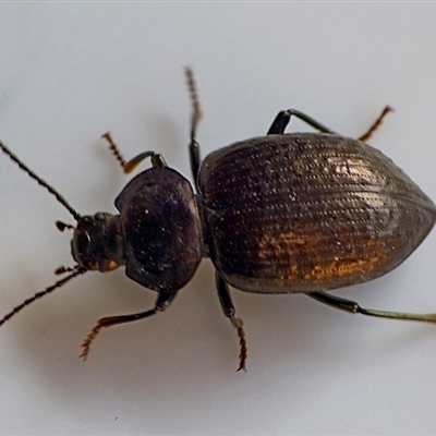 Adelium sp. (genus)