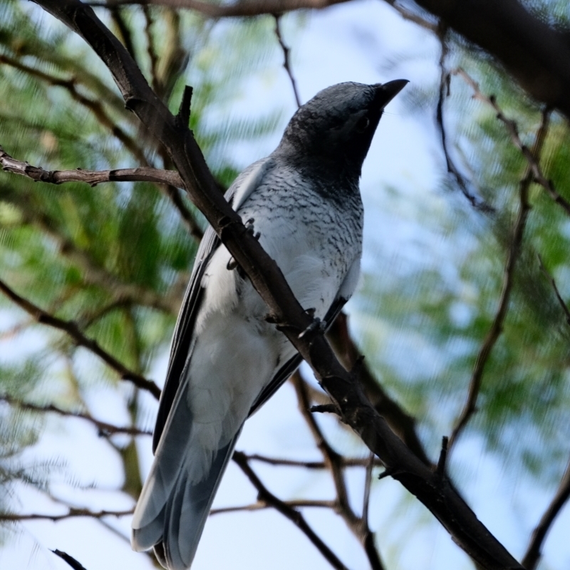 Coracina papuensis