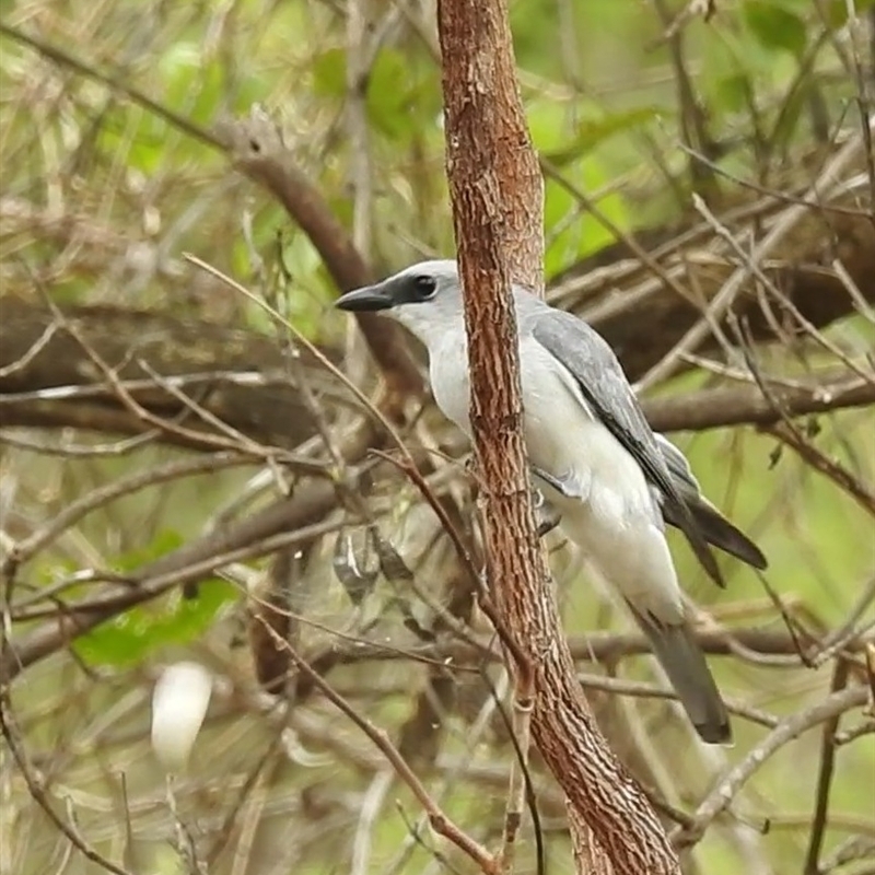 Coracina papuensis