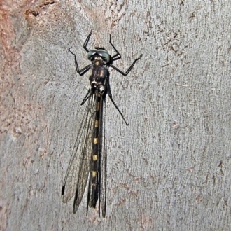 Cordulephya pygmaea