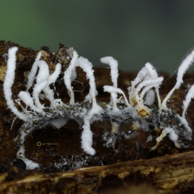 Cordyceps sp. (genus)