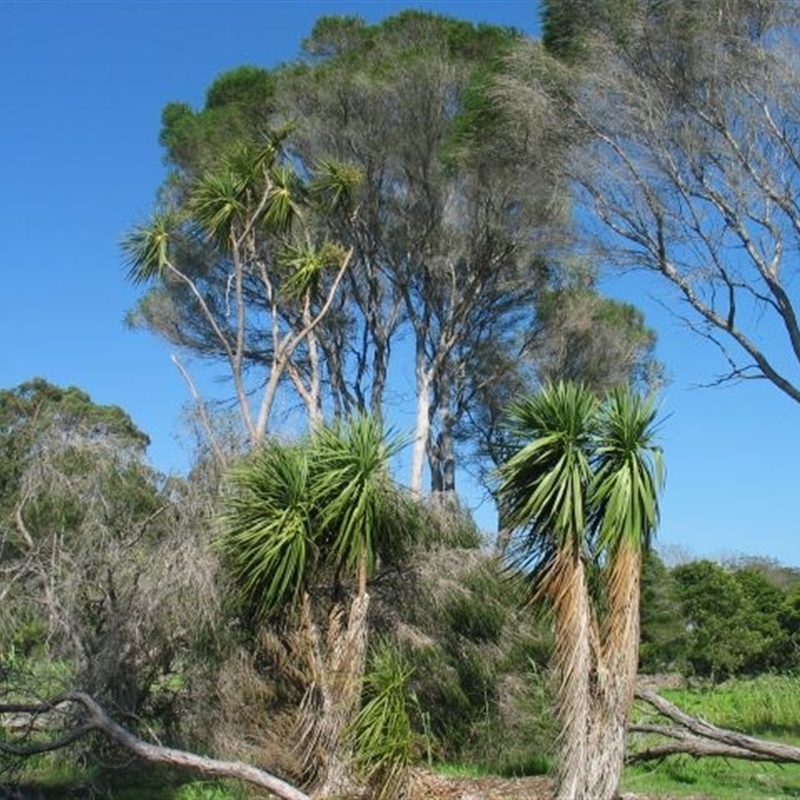 Cordyline australis