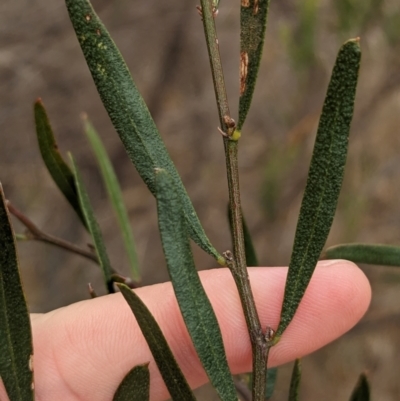 Acacia ausfeldii