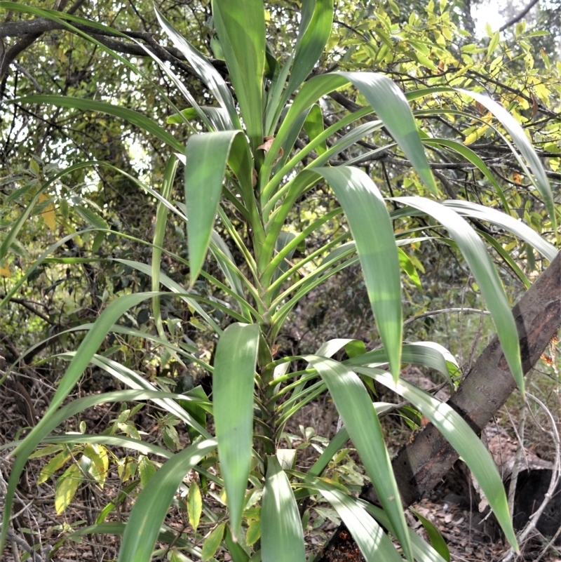 Cordyline stricta