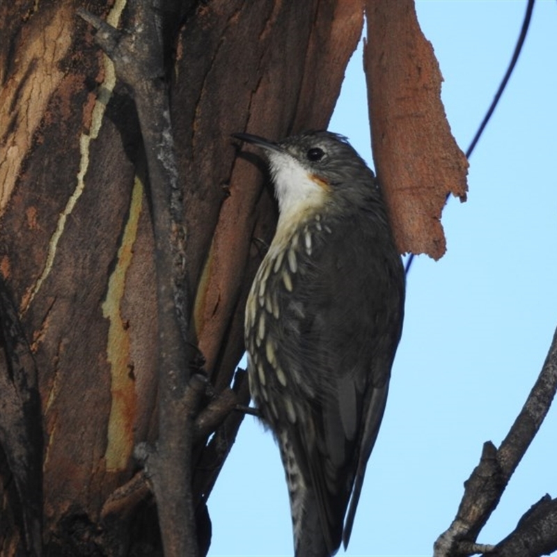 Cormobates leucophaea