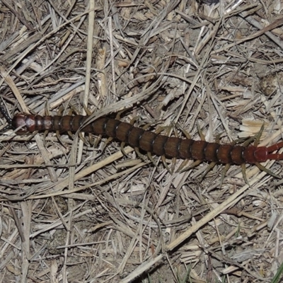 Cormocephalus sp.(genus)