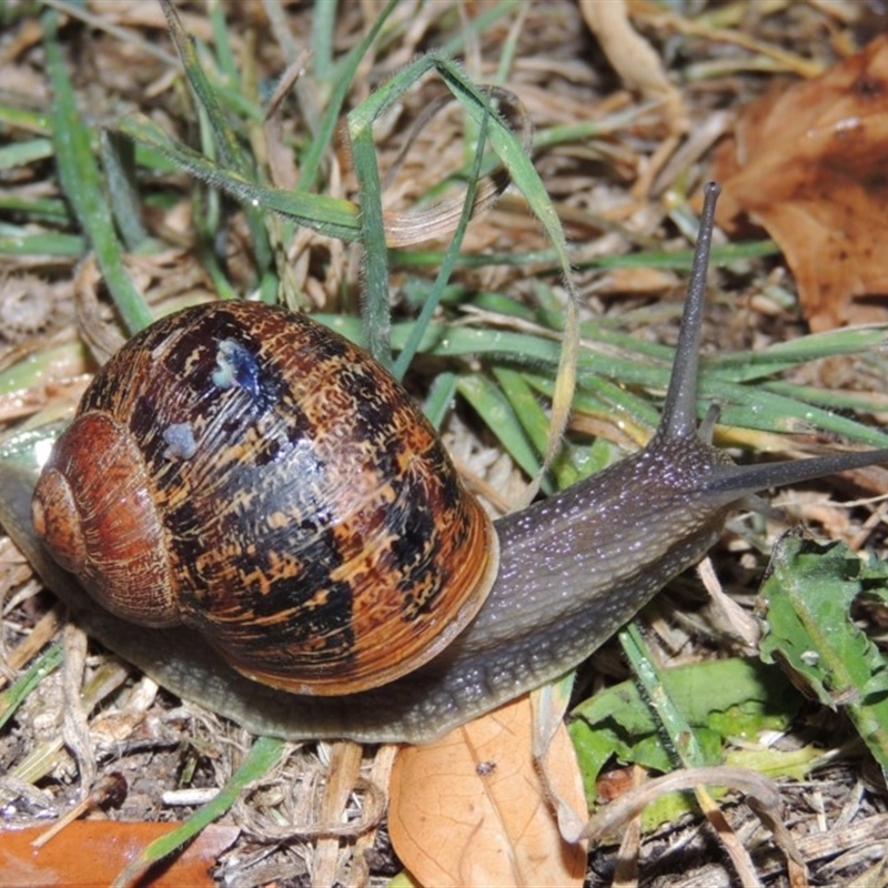 Cornu aspersum