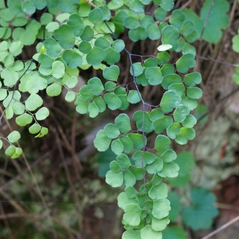 Adiantum aethiopicum