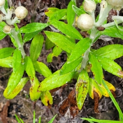Coronidium elatum subsp. elatum