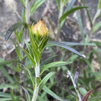 Coronidium oxylepis subsp. lanatum