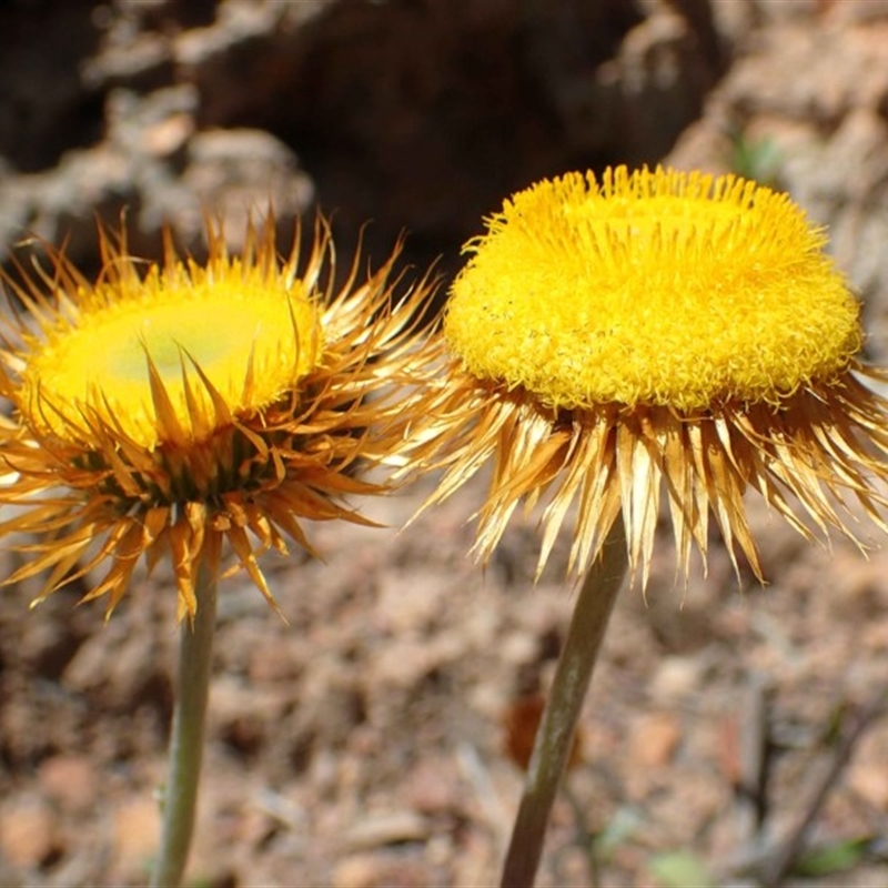 Coronidium oxylepis subsp. lanatum