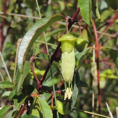 Correa baeuerlenii