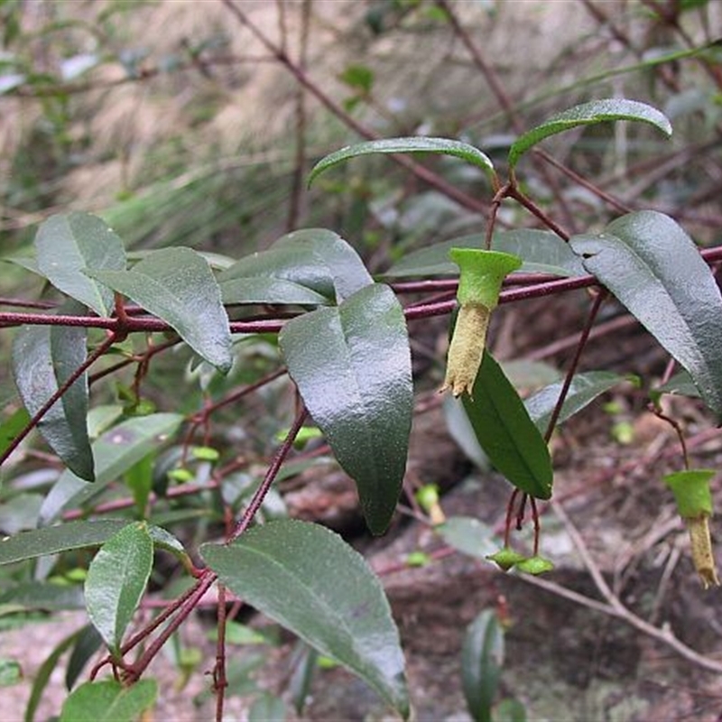 Correa baeuerlenii