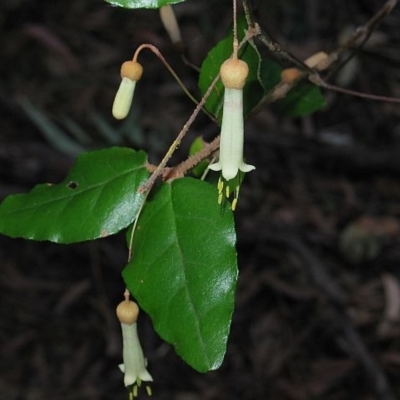 Correa lawrenceana var. cordifolia