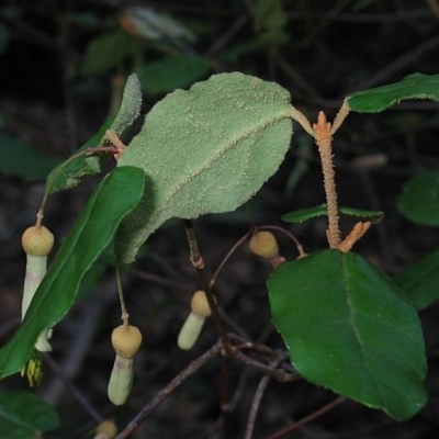 Correa lawrenceana var. cordifolia