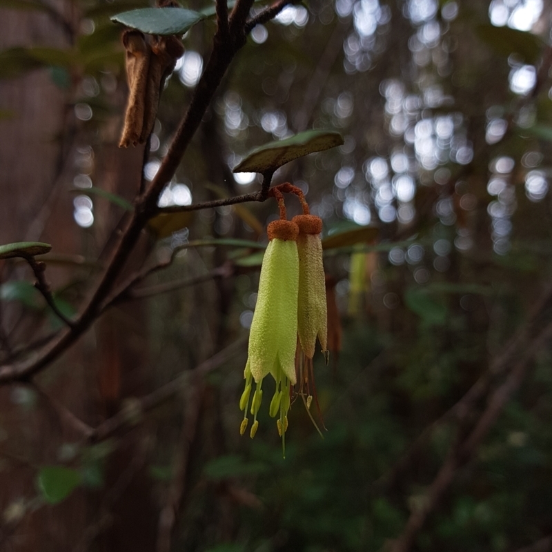 Correa lawrenceana var. lawrenceana