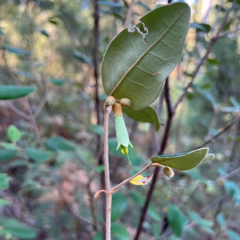 Correa lawrenceana var. lawrenceana
