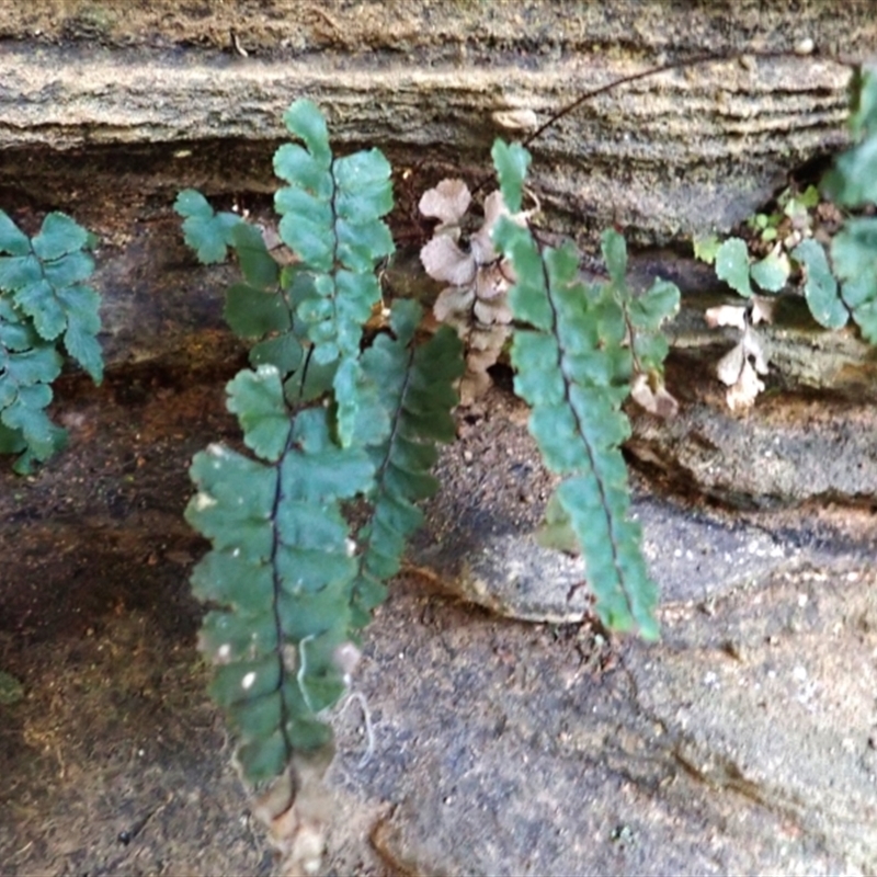 Adiantum diaphanum