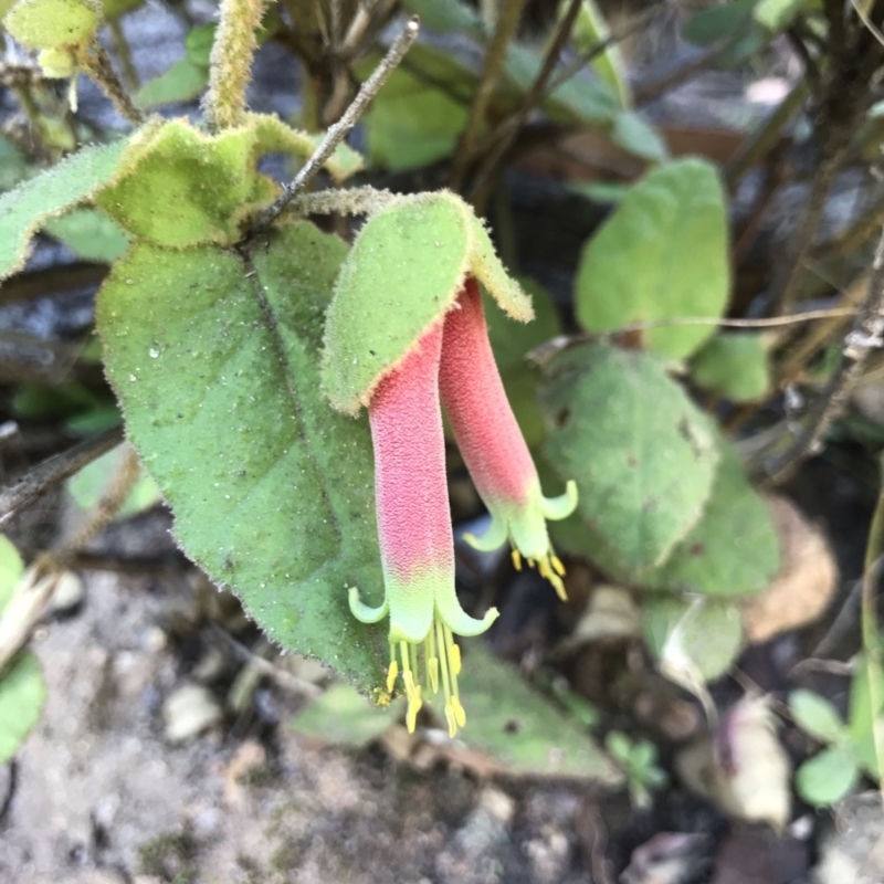 Correa reflexa