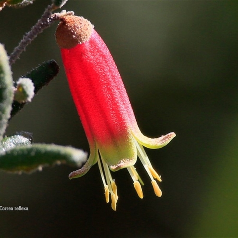 Correa reflexa