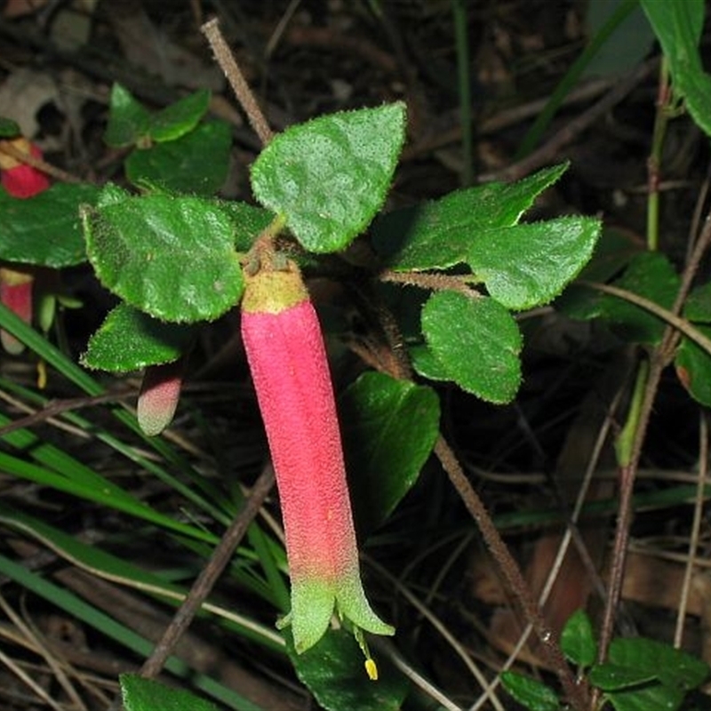 Correa reflexa var. speciosa