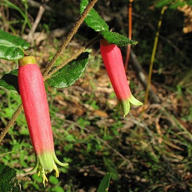 Correa reflexa var. speciosa