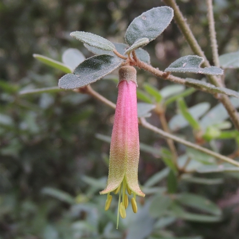 Correa sp.