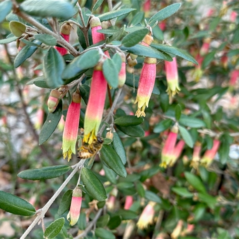 Correa sp.