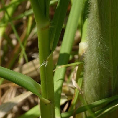 Cortaderia jubata