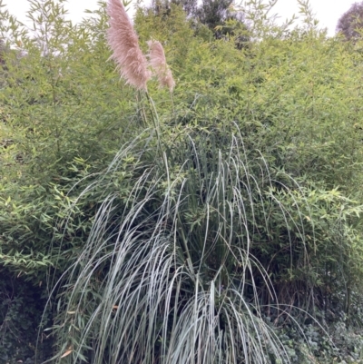 Cortaderia jubata