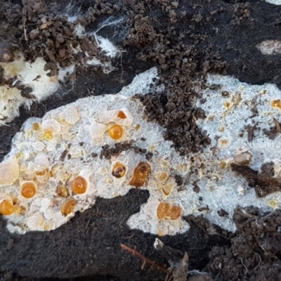 Corticioid fungi