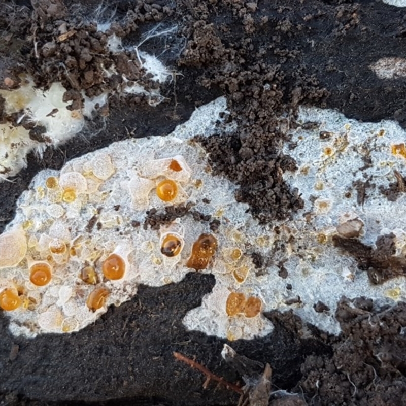 Corticioid fungi