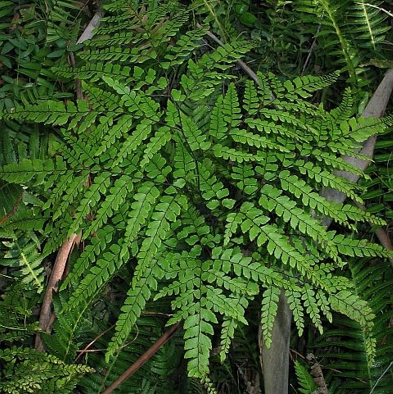 Adiantum formosum