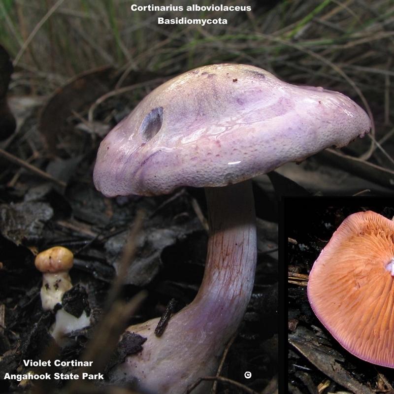 Cortinarius alboviolaceus