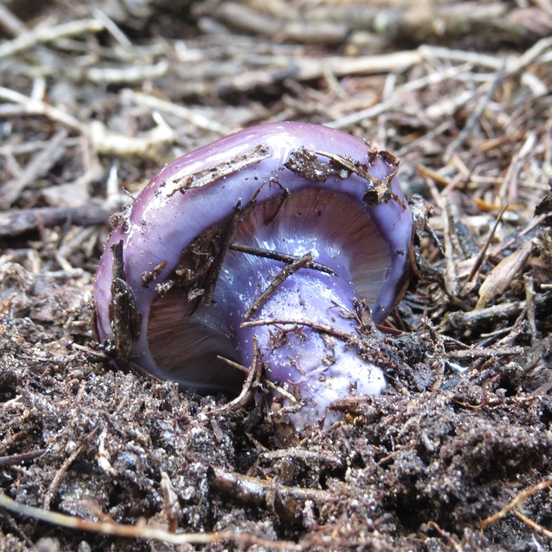 Cortinarius archeri