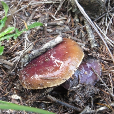 Cortinarius archeri