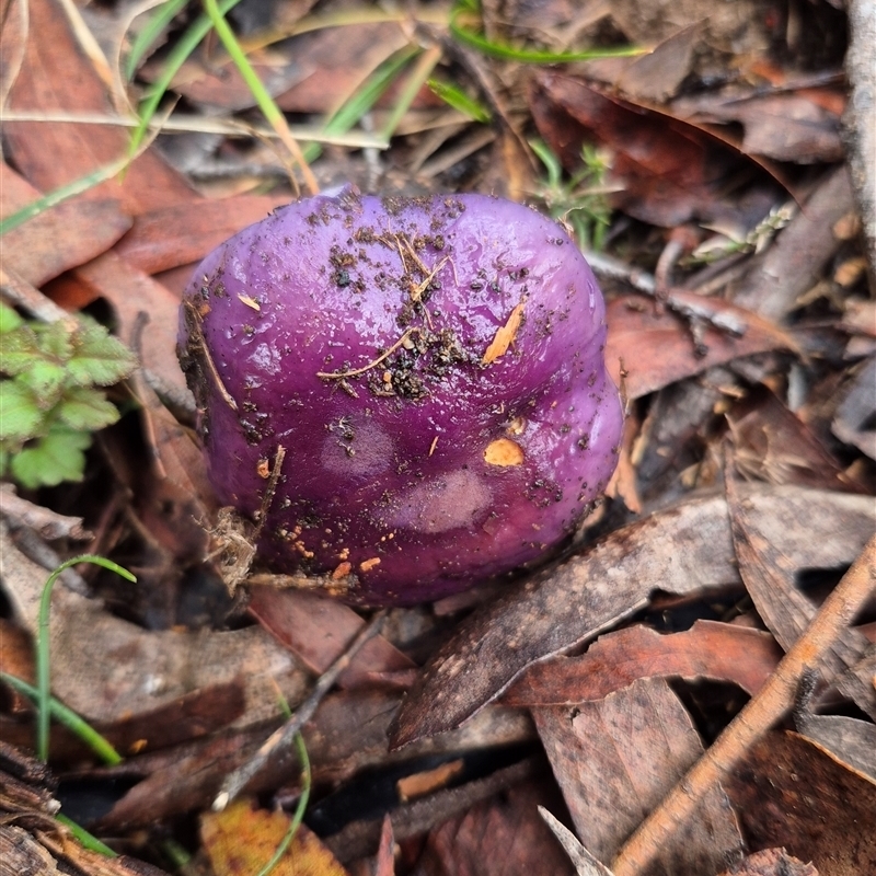 Cortinarius archeri