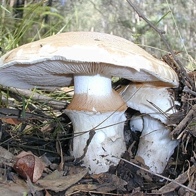 Austrocortinarius australiensis