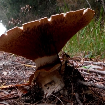 Austrocortinarius australiensis