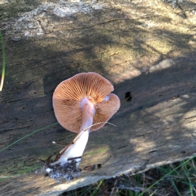 Cortinarius austroalbidus