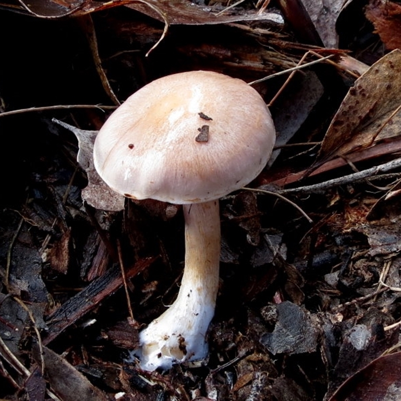 Cortinarius austroalbidus