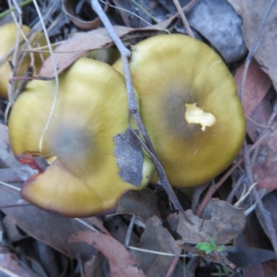 Cortinarius austrovenetus