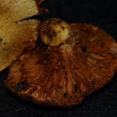 Cortinarius globuliformis