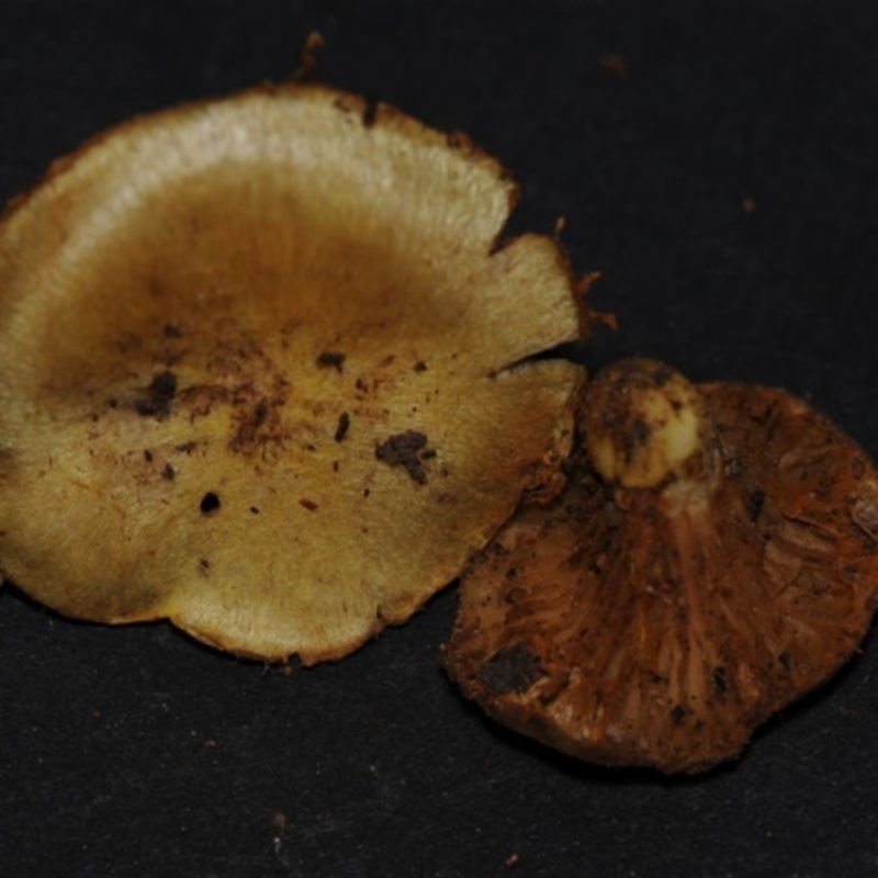 Cortinarius globuliformis