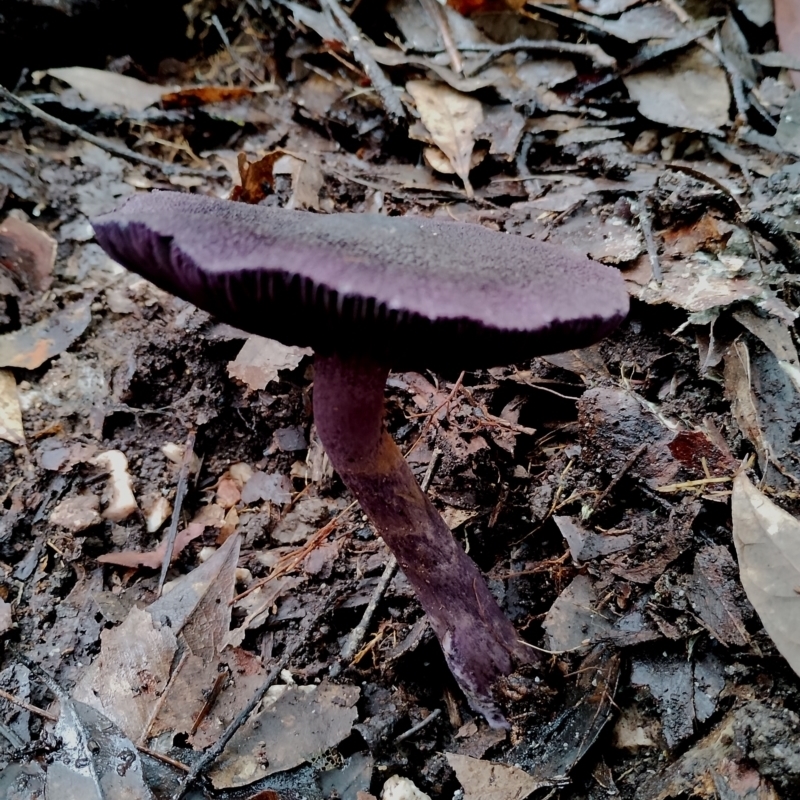 Cortinarius kioloensis